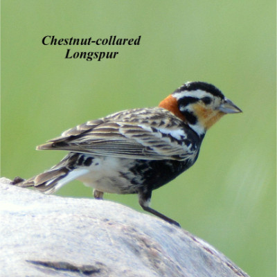 Chestnut-collared Longspur